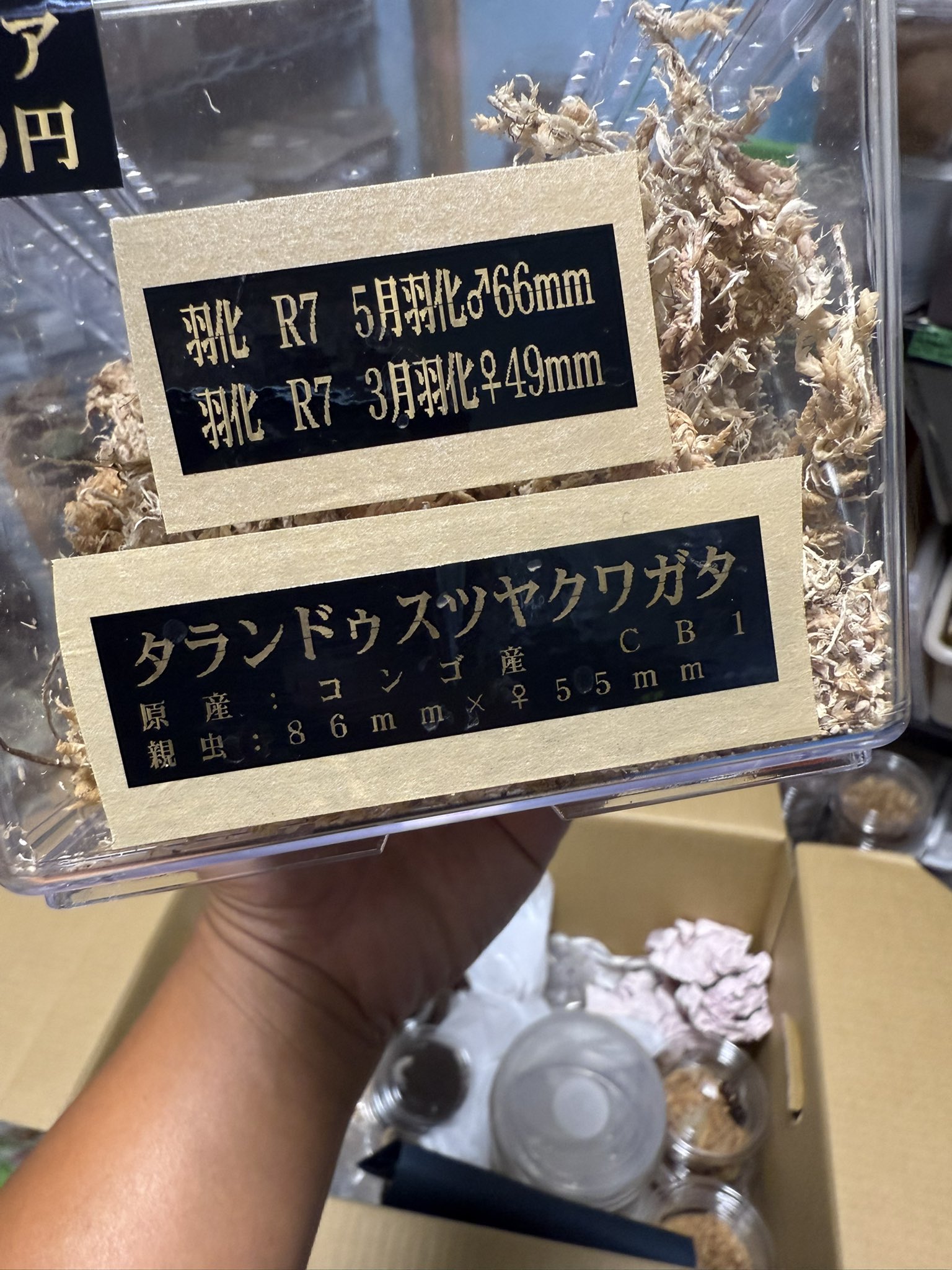 ルカヌスワールド 12冊 楽天市場】2026 加藤忠 ランドセル 《 イノセントワールド