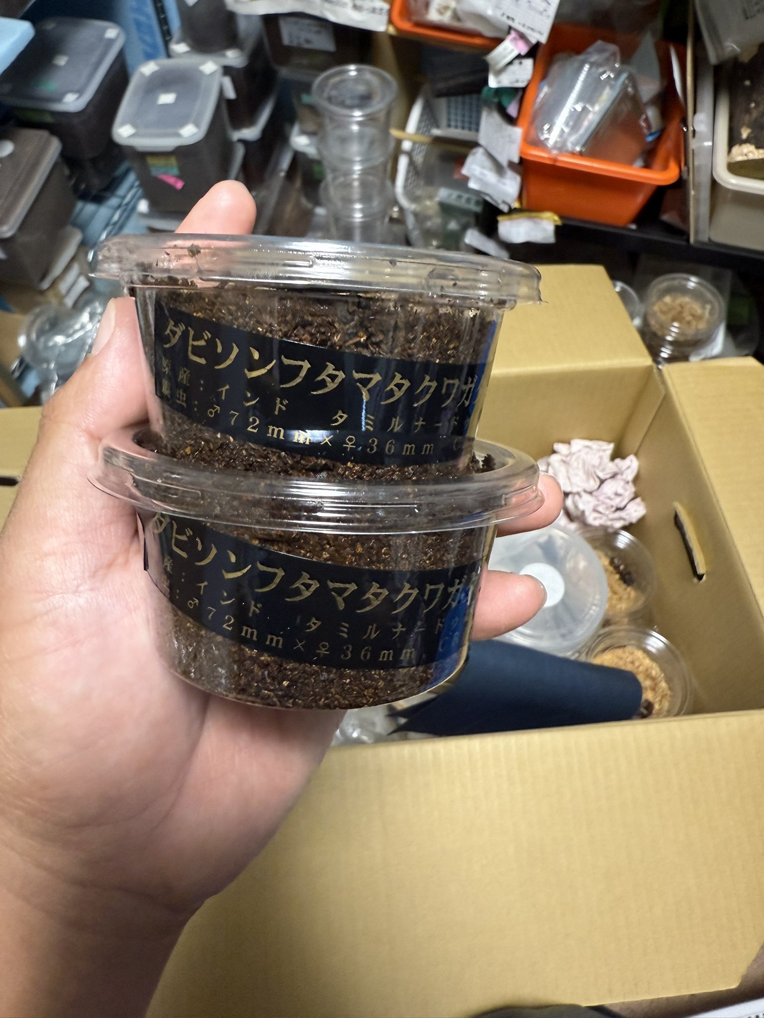 ルカヌスワールド 12冊 ルカヌスワールド 12冊 クワガタムシ成虫 - PLANET OF BEETLE