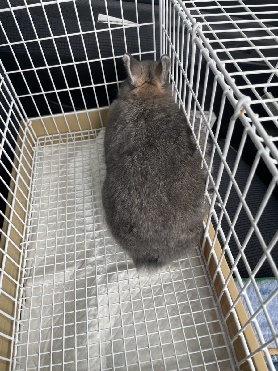 119_1127's tweet photo. 爪切りに連れて行かれて
わかりやすく拗ねるしらす🐰😠 https://t.co/uUiUdvBszb