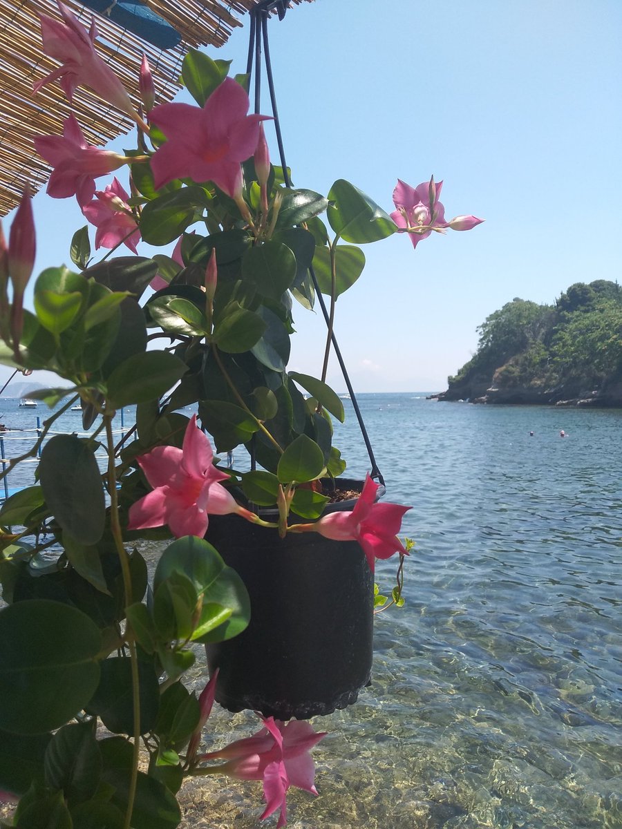SJecco's tweet photo. Buongiorno a tutti e buona settimana di ferragosto.
Caraibi ??? ....no: campi flegrei ๐
La ๐ธ รจ mia ovviamente.
#schiacchetiello #puntapennata https://t.co/dV6nMqB4WS
