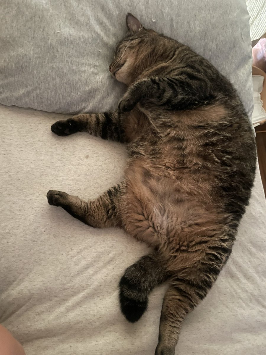 連休最終日はお布団でぐっすりアニキ
#猫 #猫がいるくらし #保護猫 #きじとら #おれはあにき
