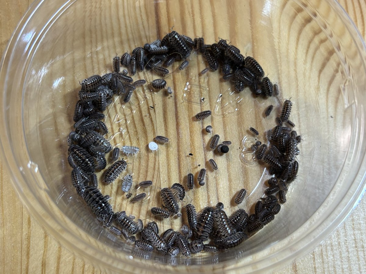 エコーイングバック
テカテカで綺麗✨
よく増えてくれてる