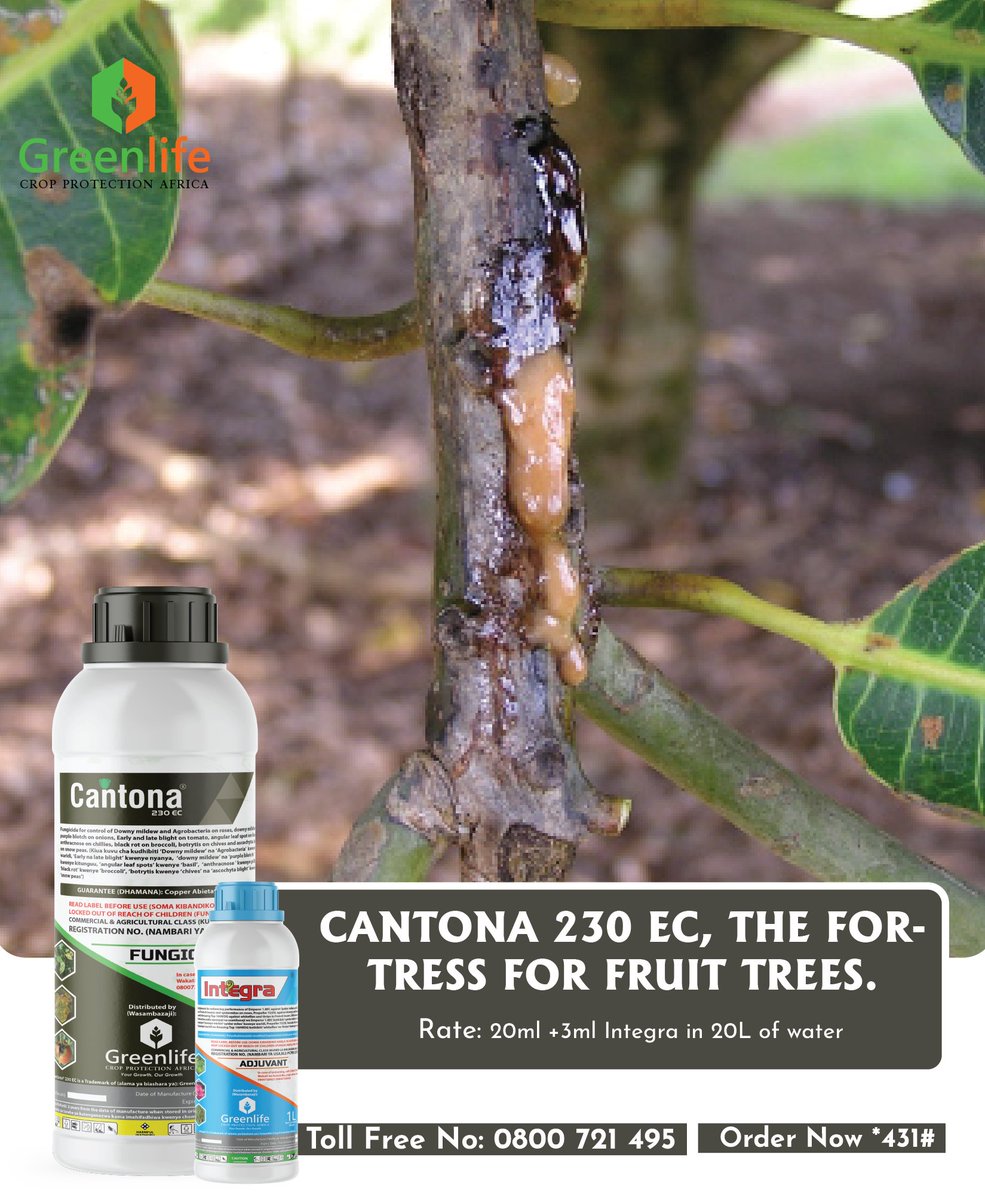 Protect your orchard’s future with CANTONA 230 EC the proven solution for healthy, productive fruit trees. Its powerful action fights gummosis and other bacterial diseases, helping your trees stay strong, vibrant, and high-yielding. With consistent use, you’ll enjoy healthier