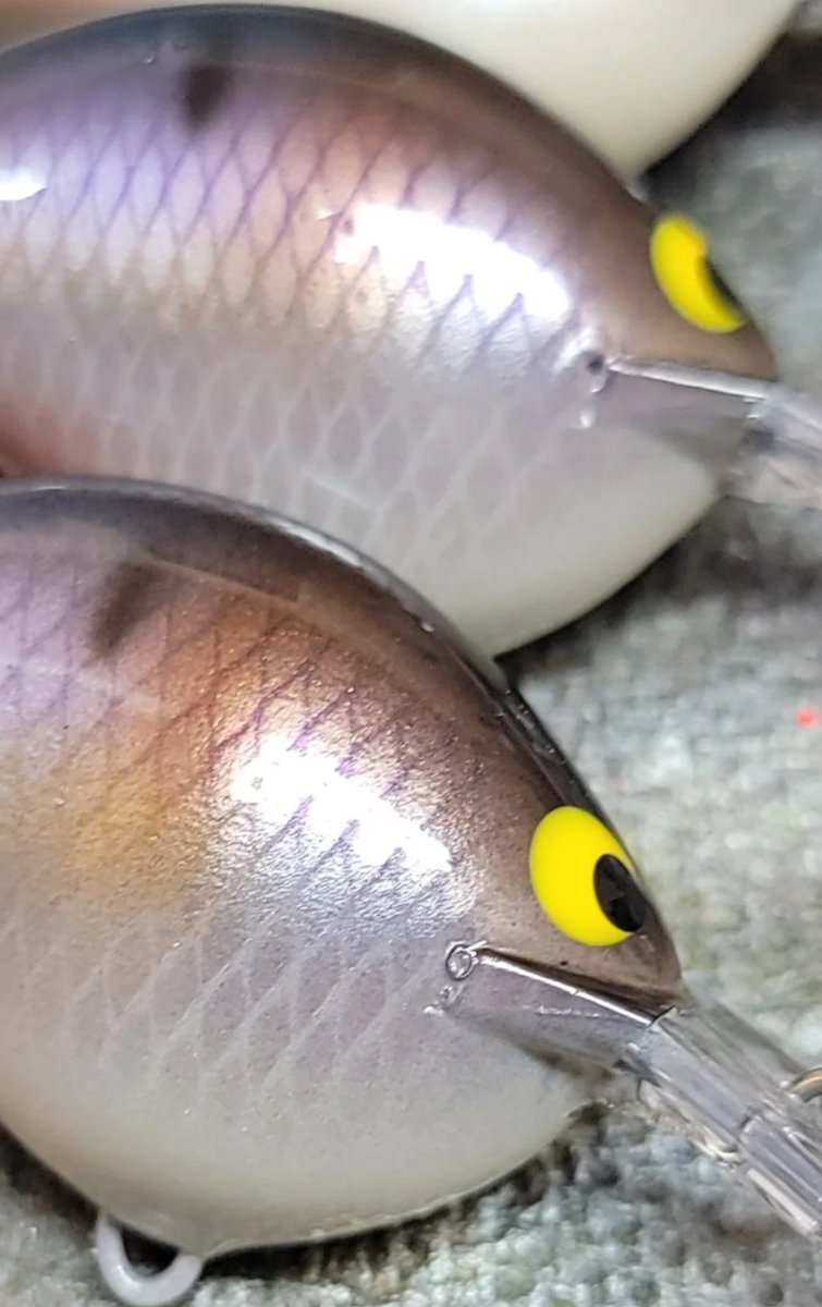 世界限定60台】Fish Ciurcuits Exploration #1 世界限定60台】Fish