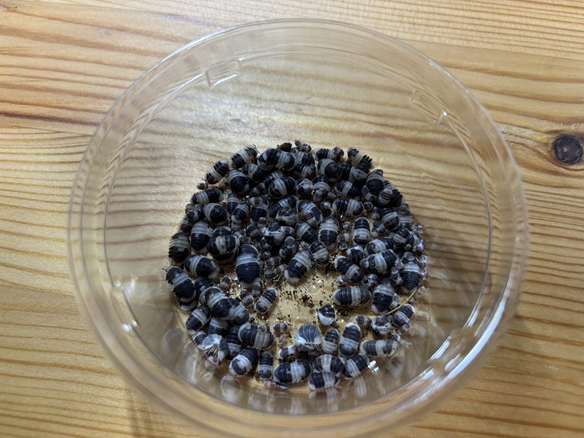 ジュピター順調
カップクリーム順調
カップクリーム小さすぎて集められなかった！もぐるし！