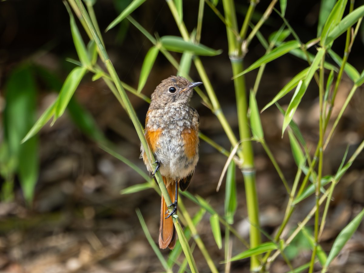 直立不動って感じの姿勢をした、ジョウビタキの幼鳥。
1羽だけだと思っていたら、2羽居ました。