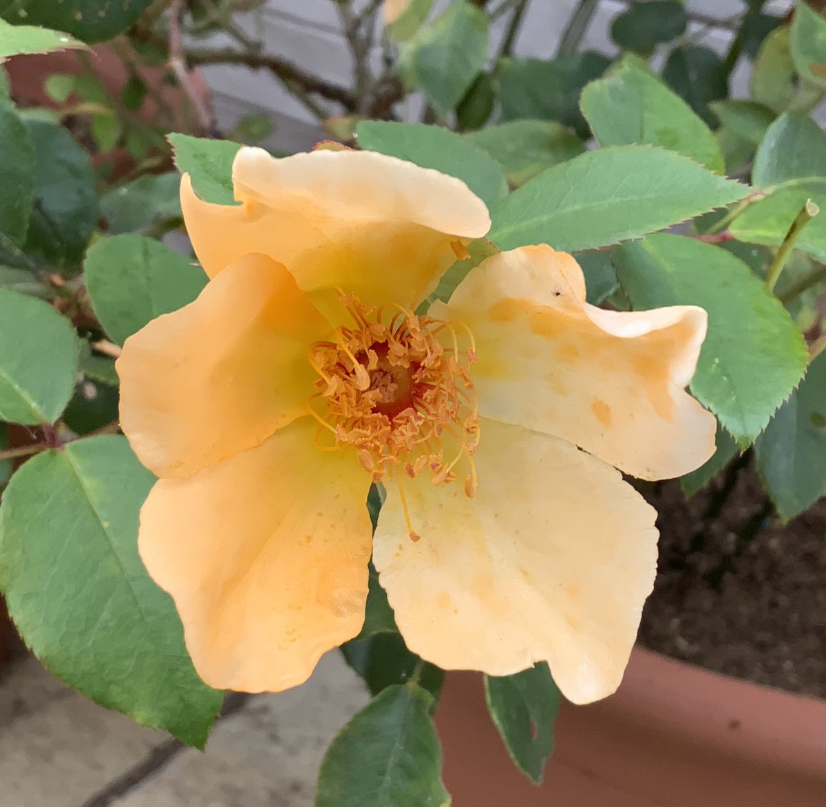 A few ‘oldies’ - #roses that is, for #CheeringUpMondays. 
Francesca, hybrid musk, 1922.  Pax, hybrid musk, 1918, both bred by Pemberton. Crepuscule, Noisette rose, Dubreuil, 1904.
Mrs Oakley Fisher, Tea/old HT bred by Cant, 1921.
Have a good week everyone, take care.
#GardeningX
