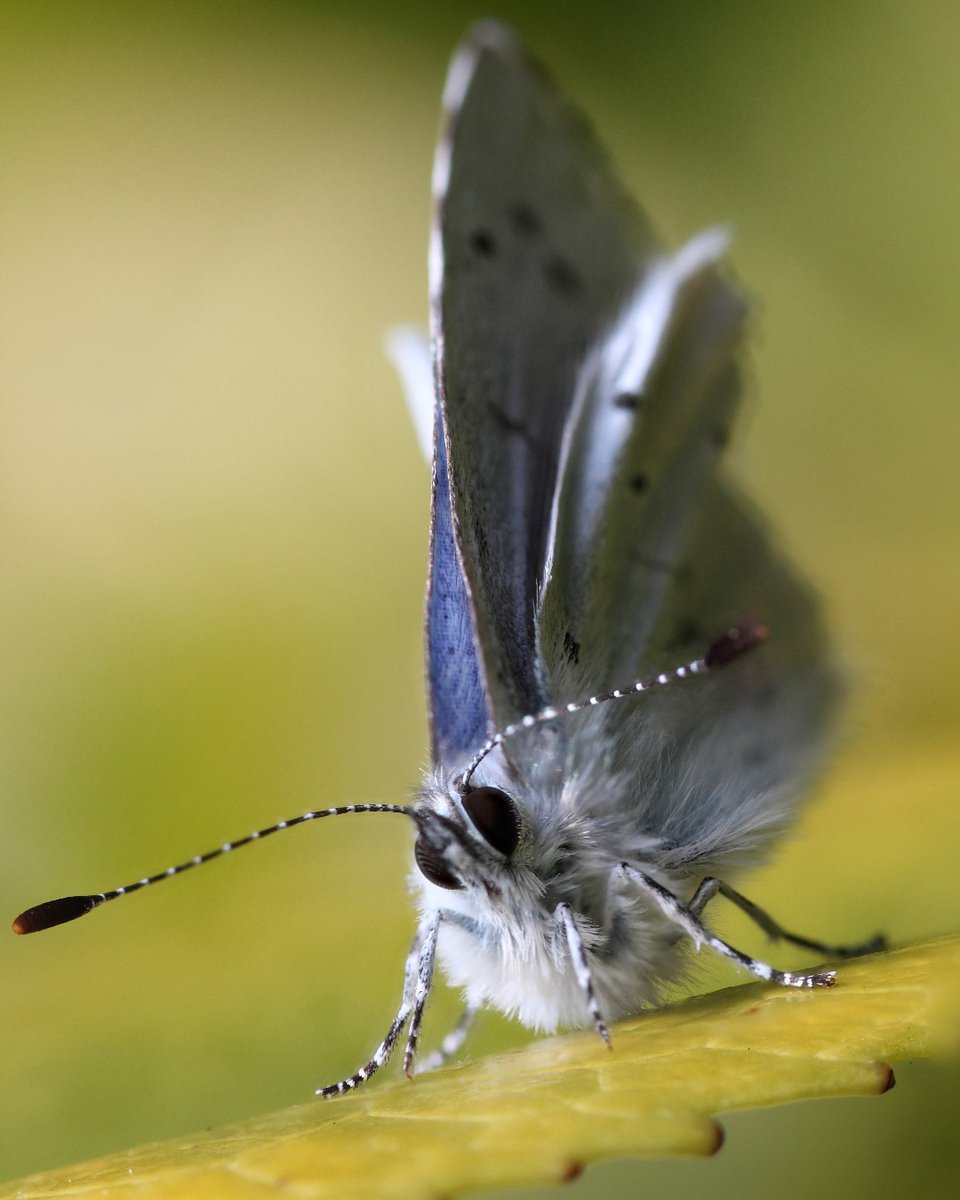 The bad news: #BigButterflyCount is over for another year 😞

The good news: You can still submit the results of any counts done between 18 July - 10 August until the end of this month! 🙌

Submit any pending counts at 👉 bigbutterflycount.org

📷: Brian Valentine