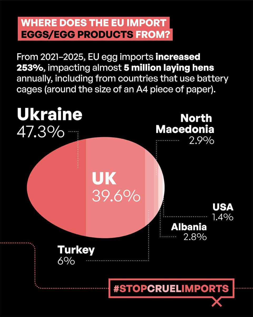 🐔 If battery cages are banned in the EU, then the import of egg products from battery cages should be banned too. 

Yet, the number of egg products the EU imports skyrocketed by 253% over the past 5 years - impacting around 5 million laying hens annually - some of which from