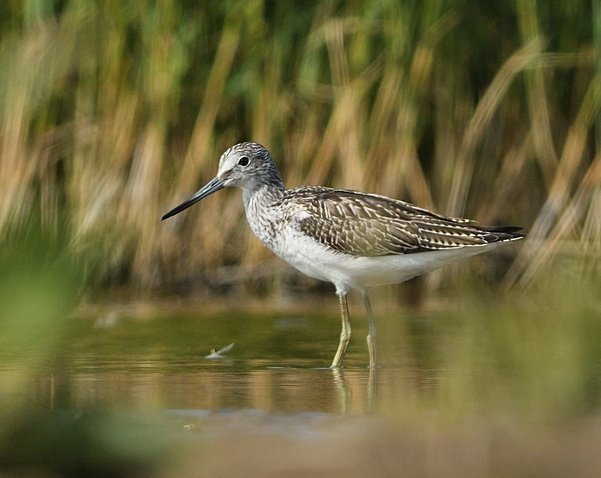 Het was weer een maandag vol verrassingen en vooral verbazingen.
Het is wat het is.

Fijne avond alvast ☀️🍀

(Groenpootruiter)