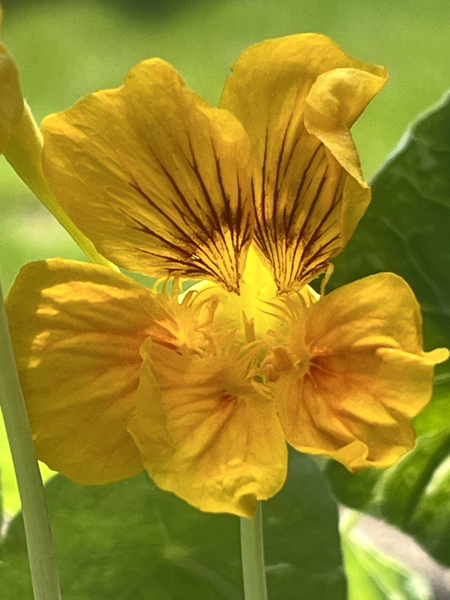 hollyastuart's tweet photo. Adventures In Microscopy: Nasturtium Pollen
Challenging to get clear images (I might have to try again with this flower later in the season...). Darkfield looks textured, but reflective appears smooth.
#FearlessMicroscopy #STEAM #ScienceIsBeautiful #GardenMicroscopy #Foldscope https://t.co/1FfvZtUTka