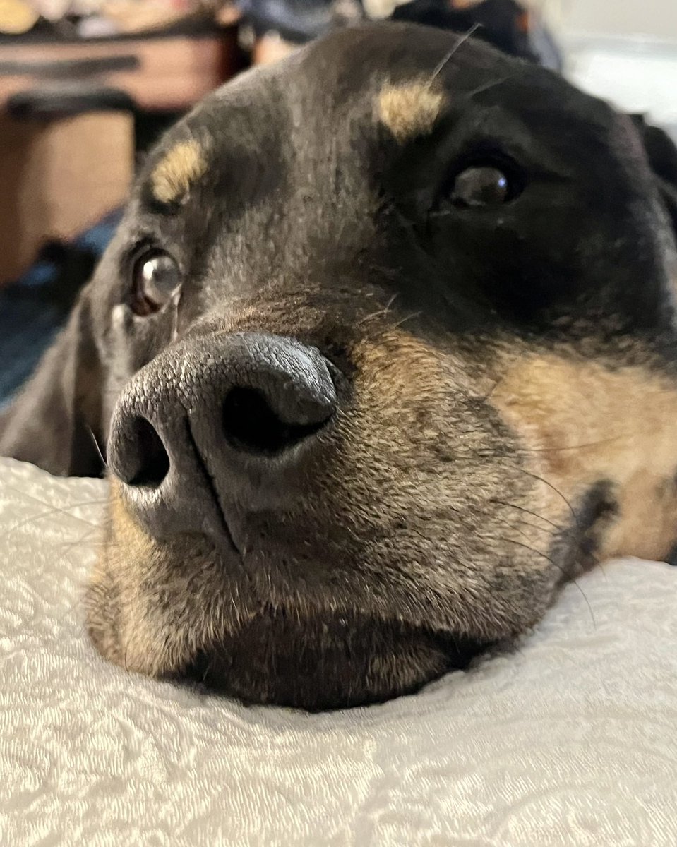 BatGirl23's tweet image. We had so many adventures;  so many laughs and so many cries. You taught me resilience,patience and unconditional love. You made me live again when I thought I had lost. Whenever I needed a hand you offered your paw. You rescued me Abby 💔 #rottweiler #RescueDogs #love #Gators