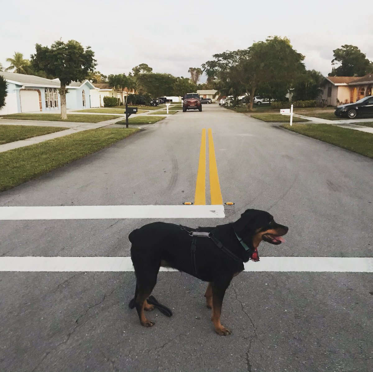 BatGirl23's tweet image. We had so many adventures;  so many laughs and so many cries. You taught me resilience,patience and unconditional love. You made me live again when I thought I had lost. Whenever I needed a hand you offered your paw. You rescued me Abby 💔 #rottweiler #RescueDogs #love #Gators