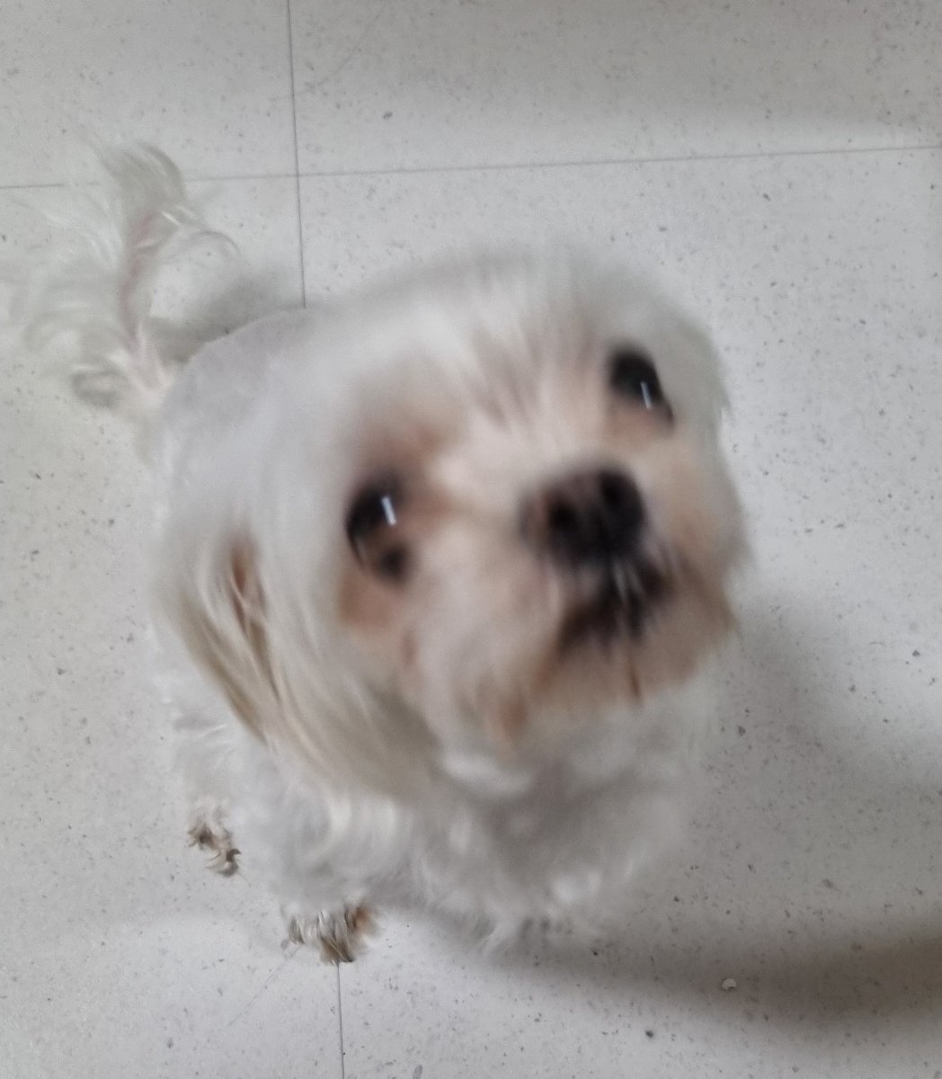 My dog doesn’t love me, and it really sad :( what did I do to her??