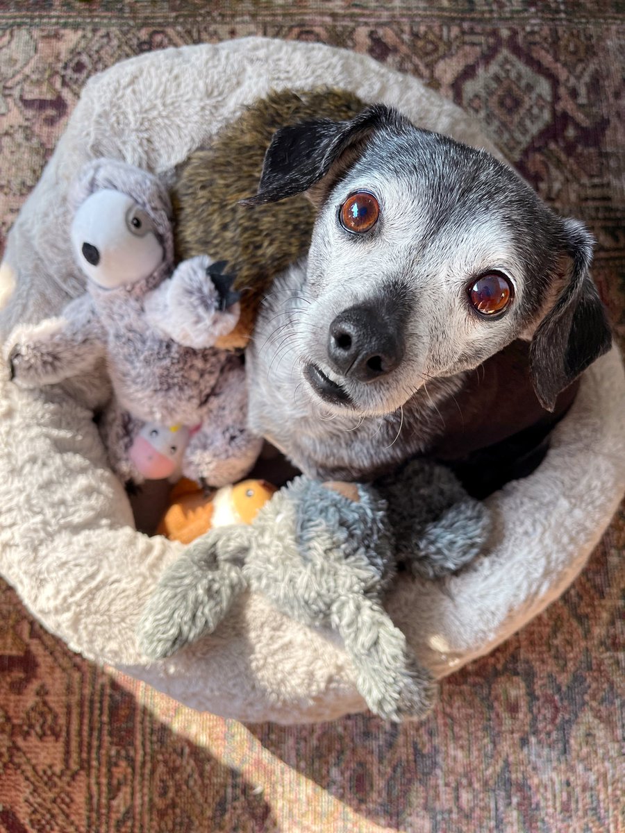 i see plenty of room for more toys. and sandwiches.