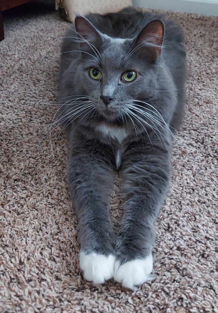 This handsome boy has a vet appt tomorrow 😔 he spit out a tooth this morning! Taking him in to get checked out and his dental cleaning Paws crossed he doesn't lose anymore teefs! #CatsOfTwitter #cats