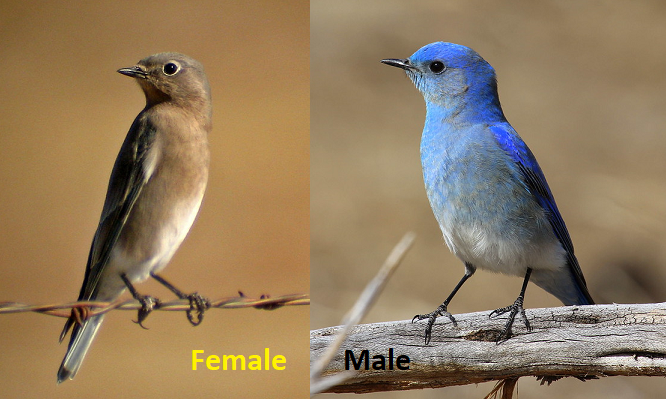 What is Nevadas State Bird a Mountain Bluebird: Stunning Facts Revealed