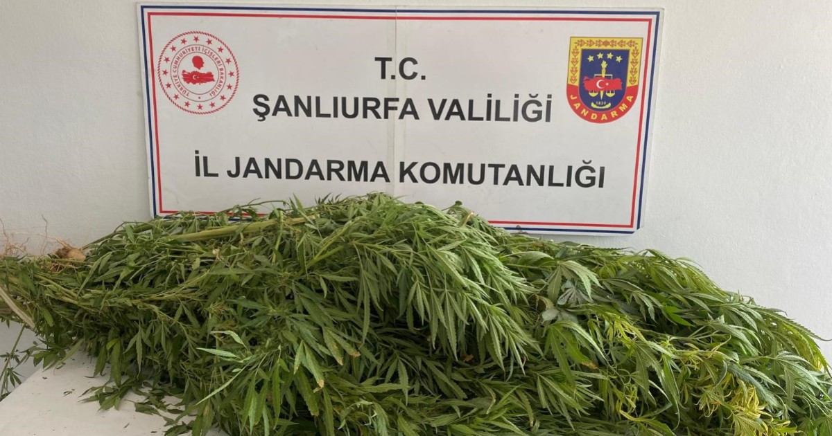 Şanlıurfa’da Uyuşturucu Baskınında 2 Şüpheli Yakalandı: Şanlıurfa’da düzenlenen uyuşturucu operasyonunda 2 kişi gözaltına alındı. Emniyet güçleri, olayla ilgili soruşturmayı sürdürüyor. urfahaber.com/sanliurfada-uy… #Uyuşturucu #Şanlıurfa #Baskın #Emniyet #Soruşturma