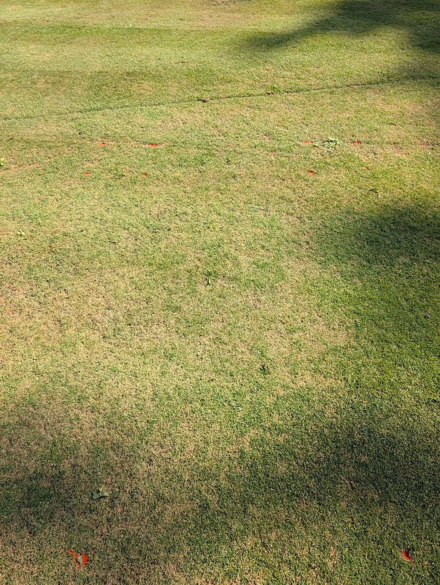 Finally starting to see some dollar spot on my Piper/Oakley surface. Grateful that <a href="/jpopko7/">Jay Popko</a> sent me the last of the Penncross in 2024.