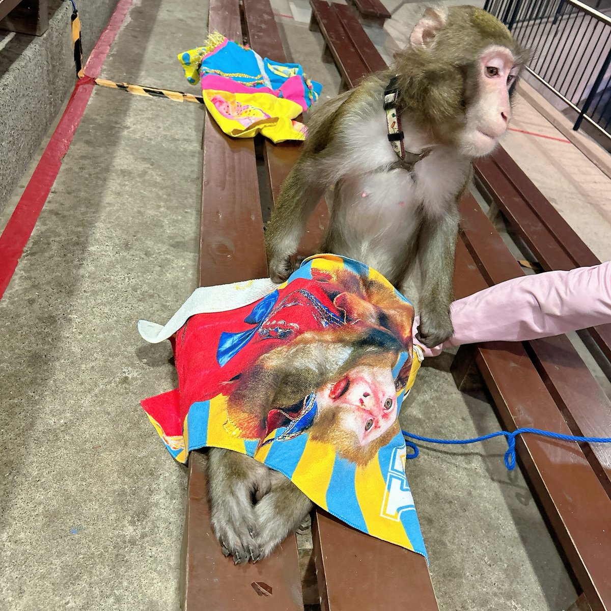 マンゴー🥭を頬張る姿が
可愛い🩷

ルーちゃんお利口に
待ってる姿の足が特に可愛い🫣❤️

#プーキーズ
#カドリードミニオン