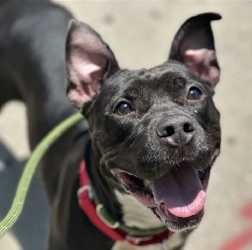 💔Forest Fairy💔
#NYCACC #227878 3y 
▪️Relisted TBK: 8/12💉 

Precious, gorgeous girl's a gem!
Social, allows all handling, look @ her smile + those ears!
Darling girl's so eager 2 learn.
Dog reactive in care, here 2 long!
Deserves loving, N.East #Foster/#Adopter, 4 structure, 2