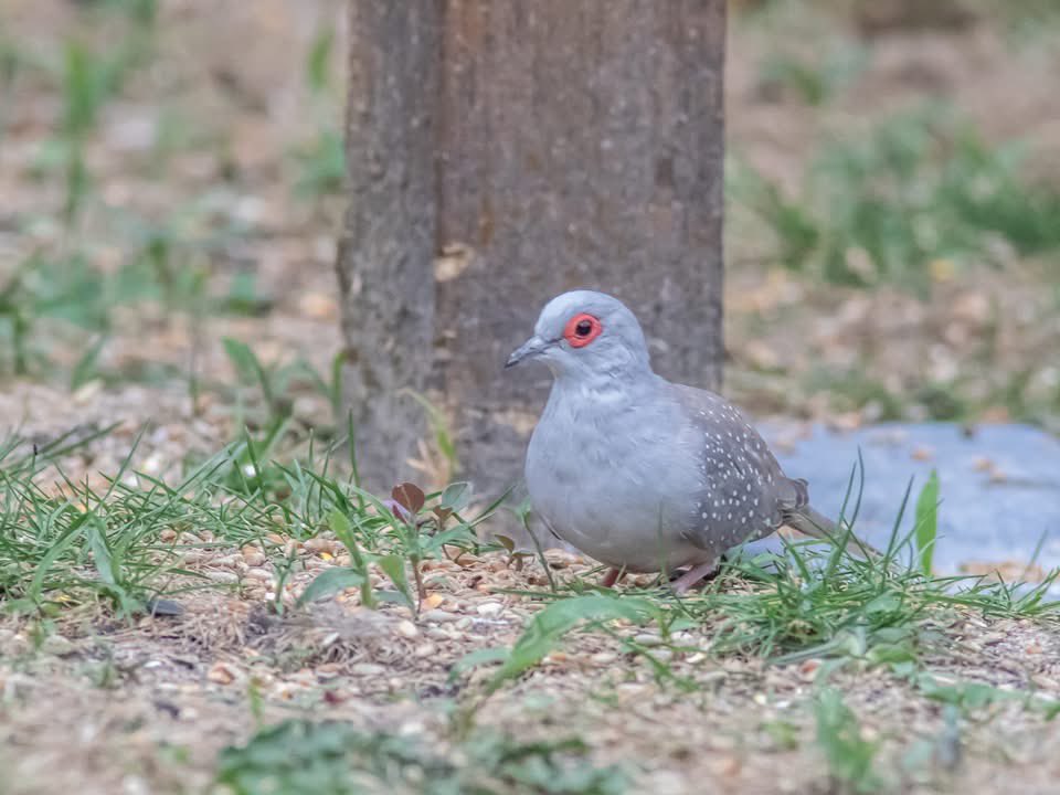 JasCottrell's tweet photo. @HollyJGreen 
Hi holly sending this pic as I’m told quite rare diamond dove in my garden uk https://t.co/QJcT79O0bg