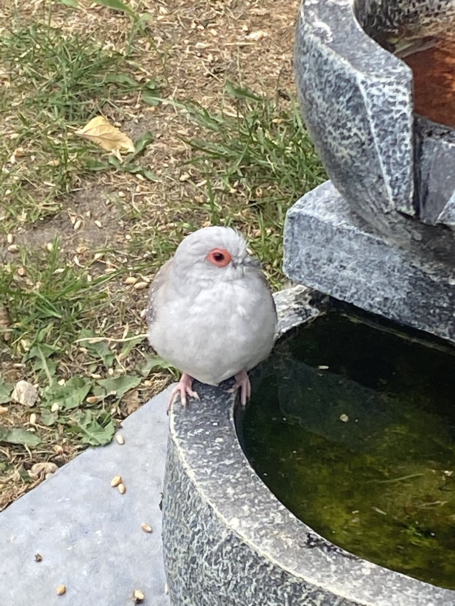 JasCottrell's tweet photo. @HollyJGreen 
Hi holly sending this pic as I’m told quite rare diamond dove in my garden uk https://t.co/QJcT79O0bg