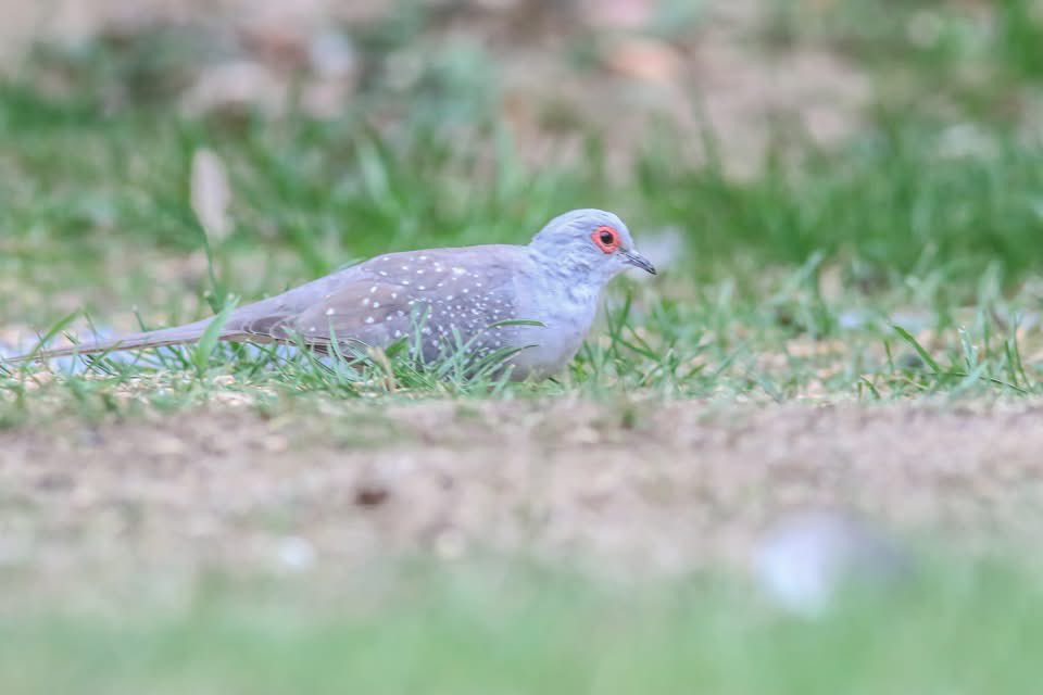 JasCottrell's tweet photo. @HollyJGreen 
Hi holly sending this pic as I’m told quite rare diamond dove in my garden uk https://t.co/QJcT79O0bg