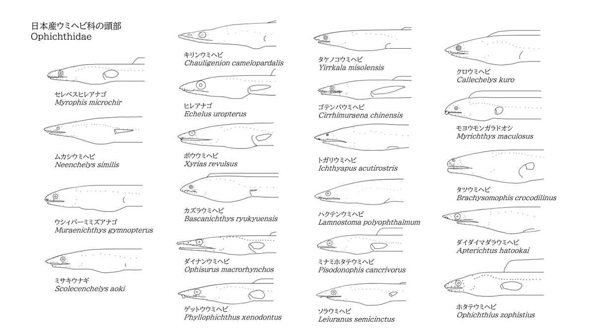 zankurus's tweet photo. 日本産ウミヘビ科魚類・各属の頭部
Ophichthidae https://t.co/xMgcSSLUAO