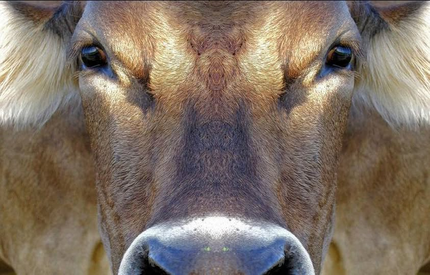 GodsAmericans's tweet image. ~ Why don&apos;t I matter to you?
~ I want to live free and happy too
~ mgf ~ #stopusinganimals #bekindtoanimals #cows