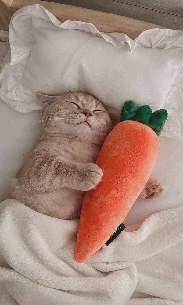 當夜幕降臨時
關掉你的煩惱
並點亮你的夢想。
晚安✨✨