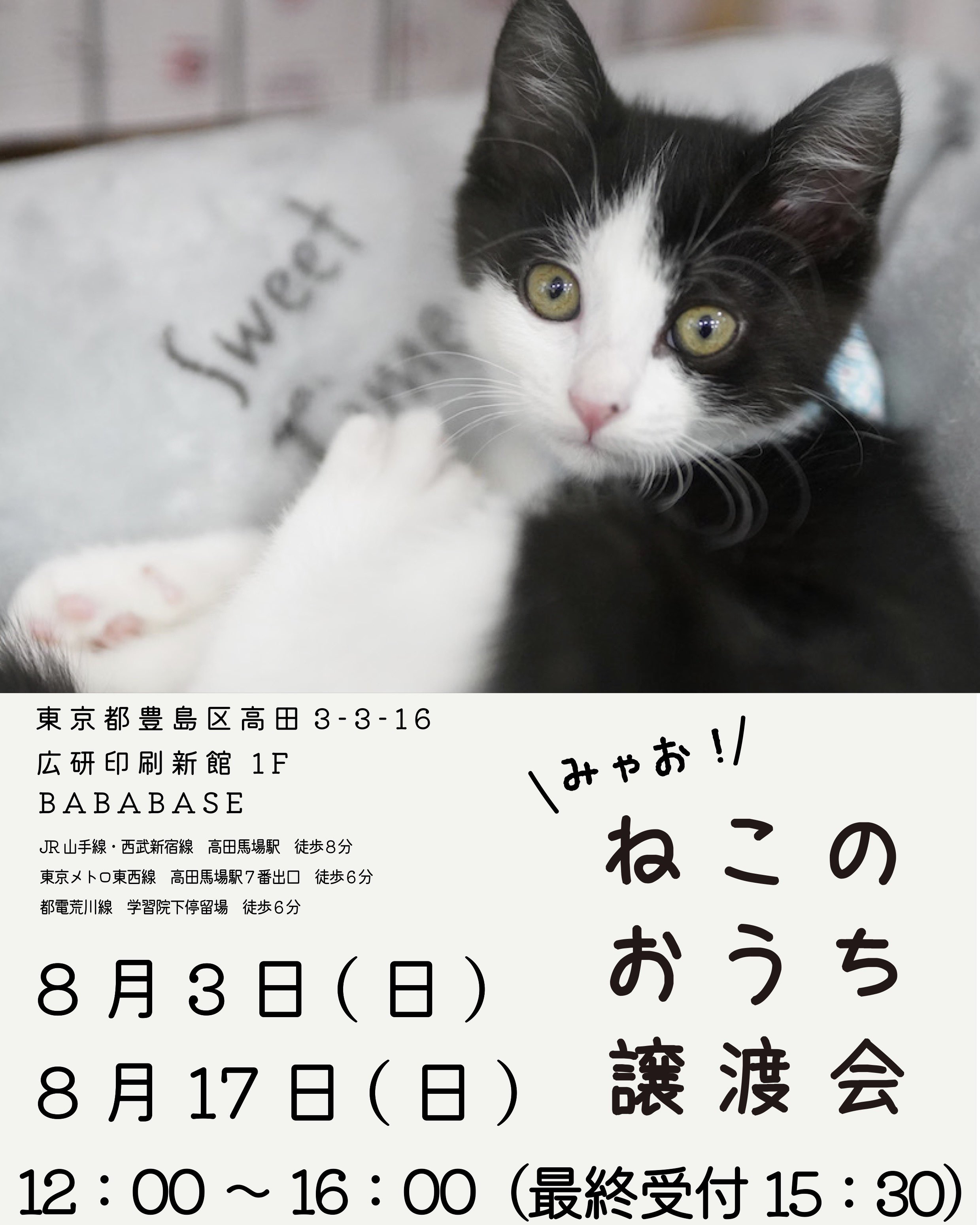 みゃおねこちゃんページです nijinohashi | ⭐️新しいネコちゃんデビュー⭐️ 強子ちゃん