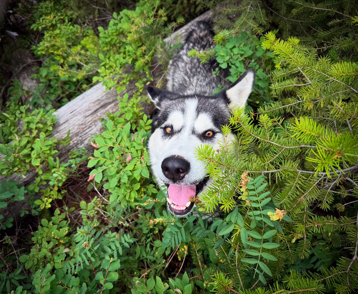 siriusthought's tweet photo. Get your pup outside and off leash!! https://t.co/oN7Ai1JDZ6