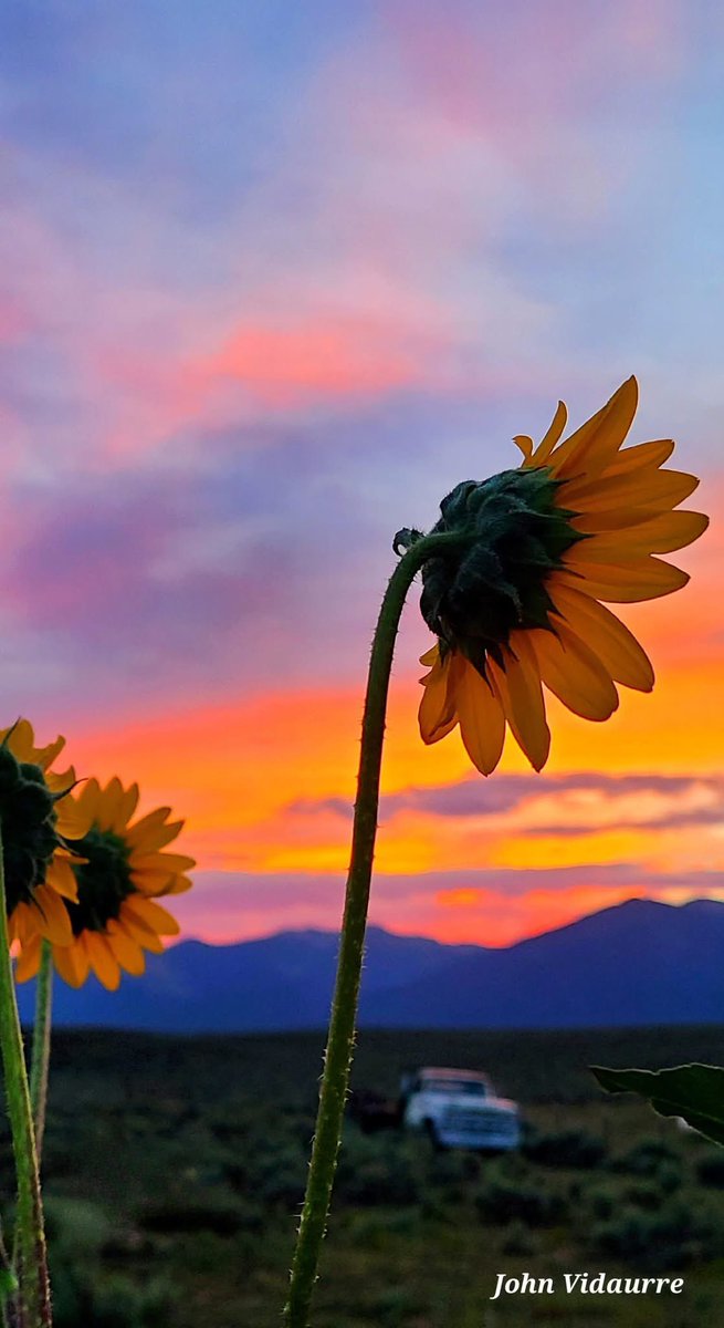 BobMoriartyABQ's tweet image. Good Morning and Happy Monday! Two beautiful #Taos #NM sunrises captured by a talented photographer 
John Vidaurre