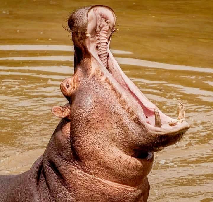 يعتبر فك فرس النهر أحد أكبر وأقوى الفكوك عند الحيوانات، حيث يمكنه فتحه بزاوية 180 درجة، وبارتفاع يقارب ارتفاع جسده بالكامل أي 1.5 متر، و فيه نابان أو قاطعان كبيران يصل طول أحدهما من 40 إلى 50 سنتيمترا، ويعد فتح فك فرس النهر علامة على شعوره بالتهديد