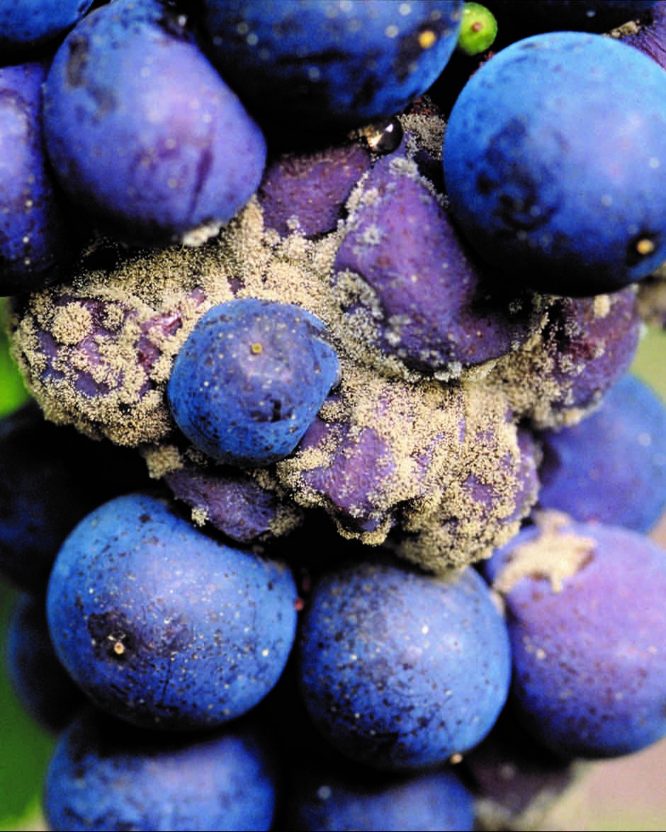 La Botrytis comienza con síntomas sutiles, pero puede causar graves daños si no se actúa a tiempo. 😟

Con acción de contacto y penetración, Switch® ofrece:
✅ Protección en alta humedad
✅ Acción preventiva y curativa
✅ Alta persistencia

💡 ¡Aplícalo antes del cierre del