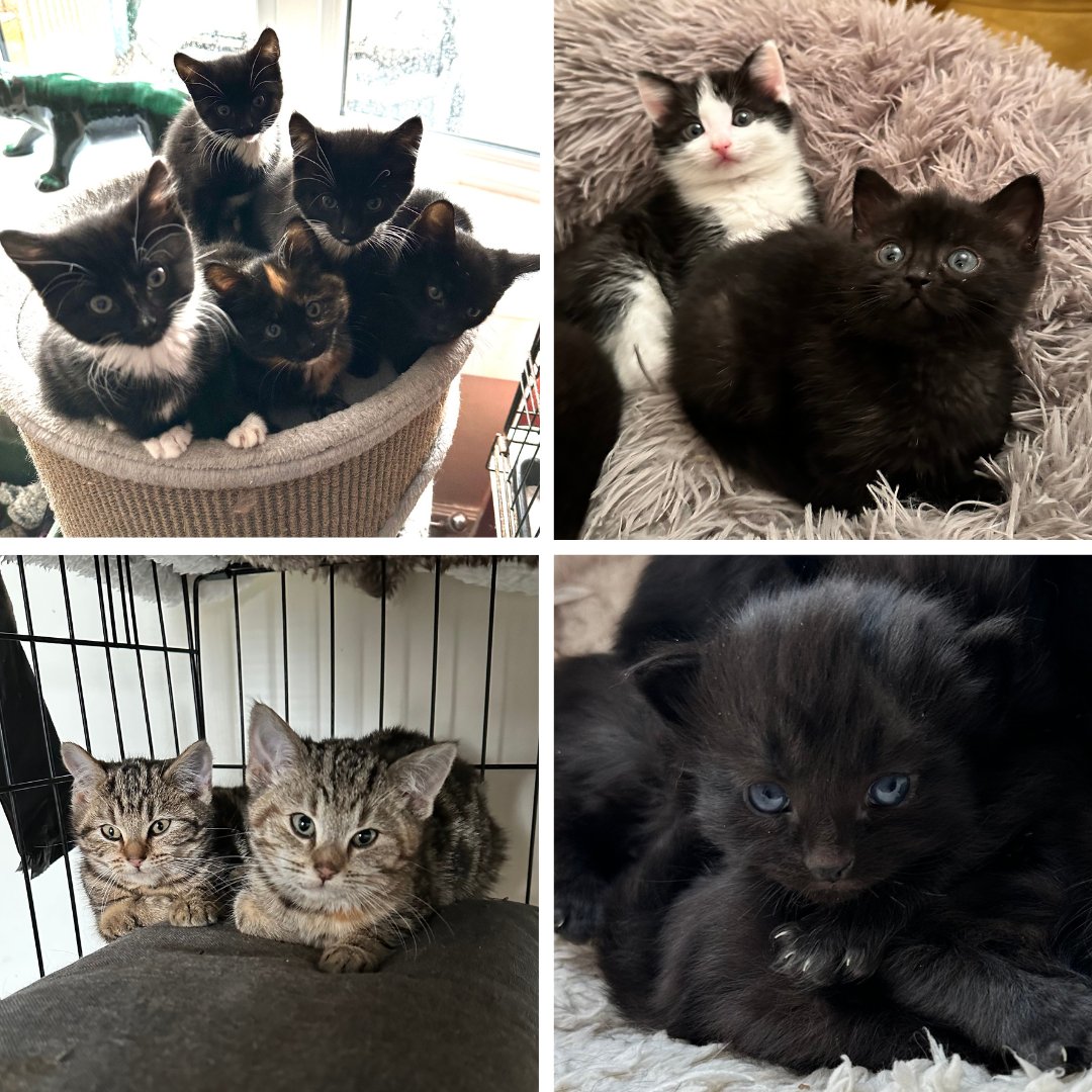 Pets Foundation (@petsfdtnuk) on Twitter photo A £5,685 grant to <a href="/cat_concern/">Cat Concern</a> helped over 150 cats get vital vet care — including life-saving treatment.
Paws up for their amazing work 🐾 🙌
#AnimalWelfare #RescueCats #GrantSupport A £5,685 grant to <a href="/cat_concern/">Cat Concern</a> helped over 150 cats get vital vet care — including life-saving treatment.
Paws up for their amazing work 🐾 🙌
#AnimalWelfare #RescueCats #GrantSupport