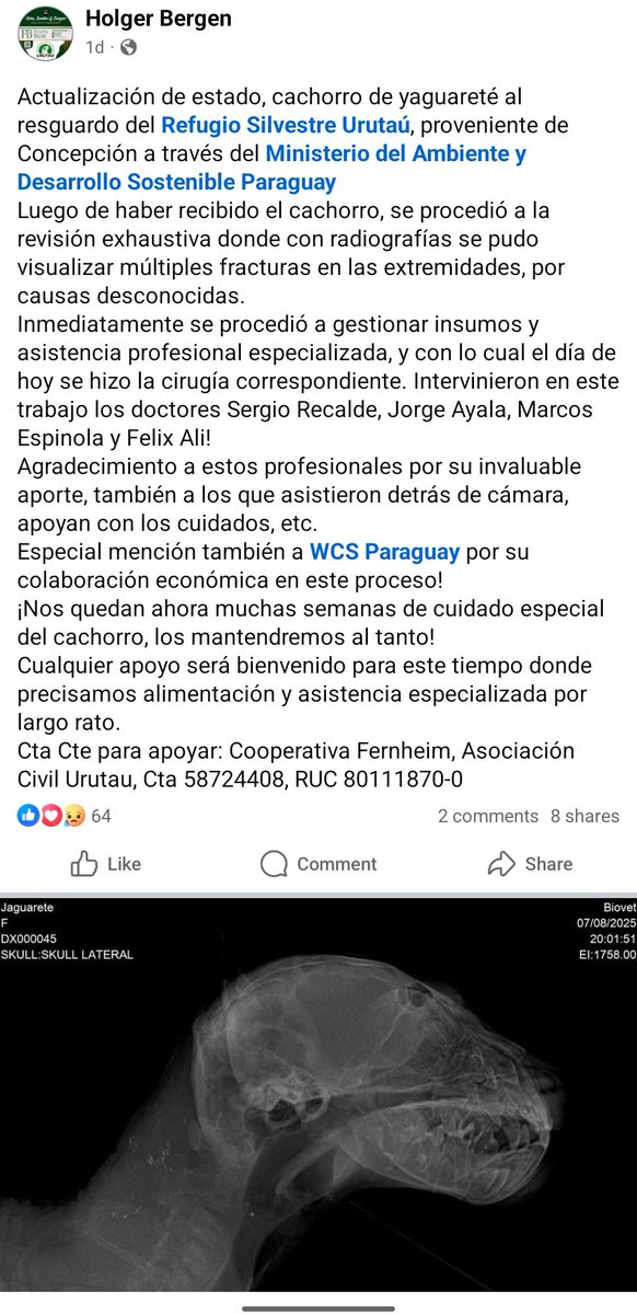 El cachorro de yaguarete que fue rescatado en Concepción fue operado, llegó con varias fracturas y los huesos frágiles por deficiencia en su alimentación, lo que pasa cuando alguien cree que tener un yaguareté en casa es una "idea genial" facebook.com/share/p/16hihA…