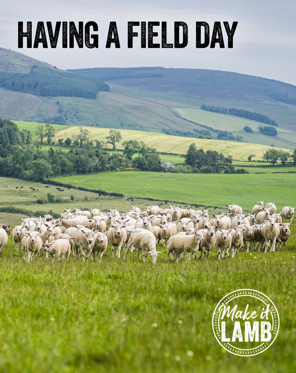 HficUk's tweet photo. Our farmers know that happy flocks mean naturally delicious lamb on your plate 🐑

@DrAwalfuseini @AHDB_BeefLamb @AIMS_Meat @NFUtweets @natsheep https://t.co/TX5zfXMDM9