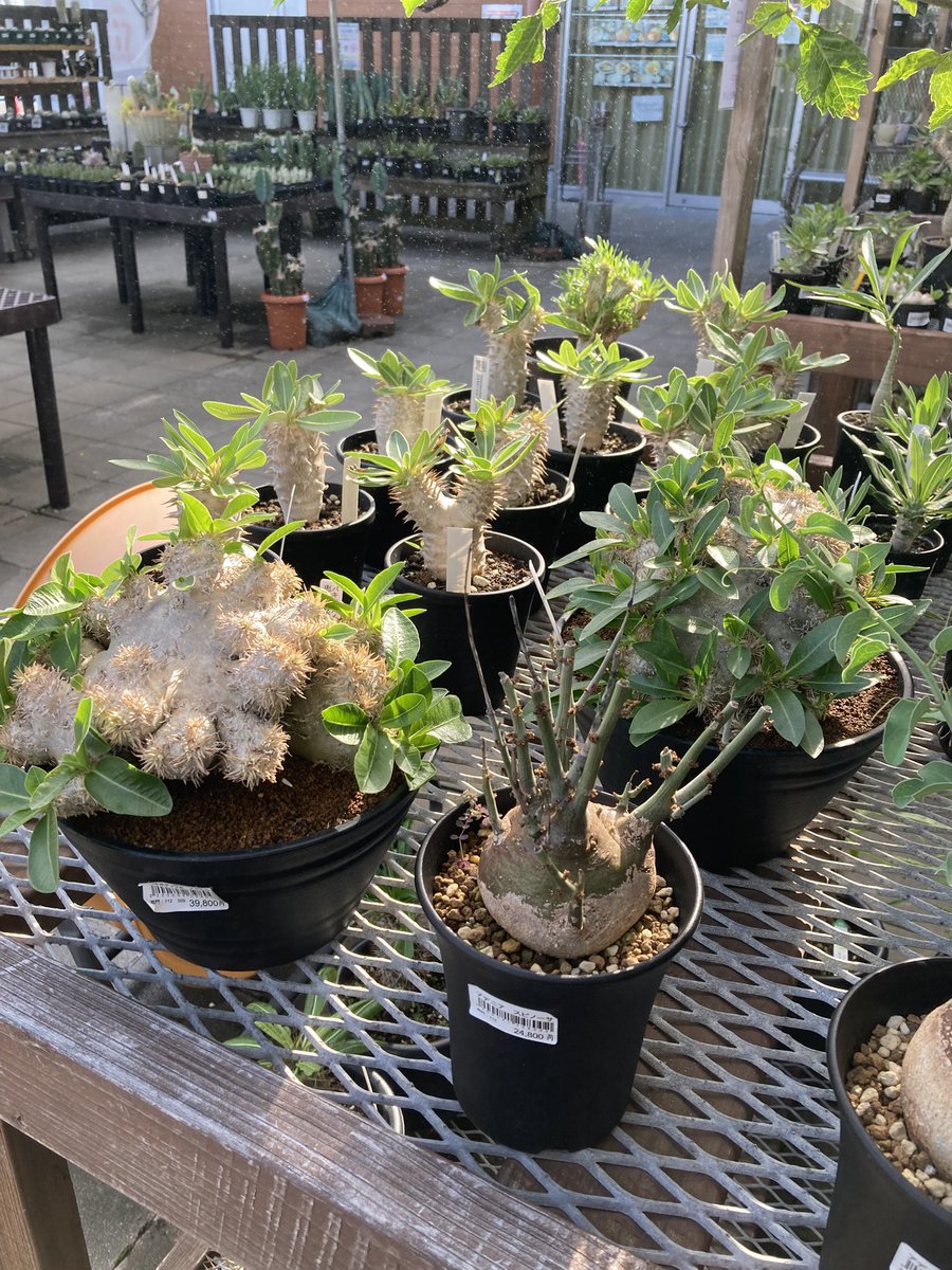 ホリダ　確認用 ユーフォルビア ホリダ Euphorbia horrida 白衣ホリダ