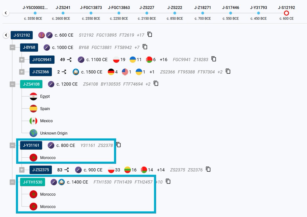 JewishGenomics's tweet photo. The Haplotree showing the two independent Moroccan Cohen branches within J-S12192 — Y31161 and FTH1530 — indicating multiple, distinct migrations

#JewishGenetics #CohenModalHaplotype #JGDF #MoroccanJews #SephardicHistory #GeneticGenealogy