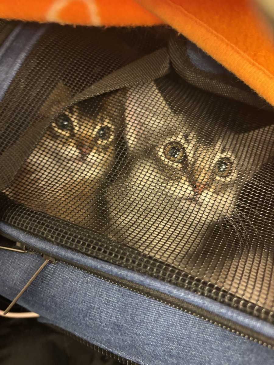 実は、先日から家族が増えまして……。
アポ（茶色）とミロ（グレー）です🐱🐱

同腹姉妹ではないのですが、同じソマリで、生まれた時からずっと仲良くしていて、本当の姉妹みたいに仲良しです🐱♡🐱

女子ばかりがまた増えまして、姦しいどころではないのですが（笑）
よろしくお願いします😇