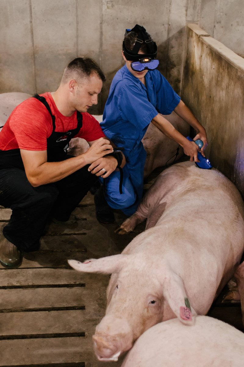 imvimagingNA's tweet photo. Duo-Scan: Go Plus with our BUG Goggles and wrist display🌟

The most efficient way to ultrasound pigs, with exceptional durability. Check out the Duo-Scan: Go and our goggles today: https://t.co/KOtz4p3Ejn

#pigultrasound #swineultrasound #IMVtechnologies https://t.co/om0crIwQUK