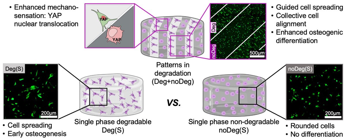 Amaia Cipitria tweet media