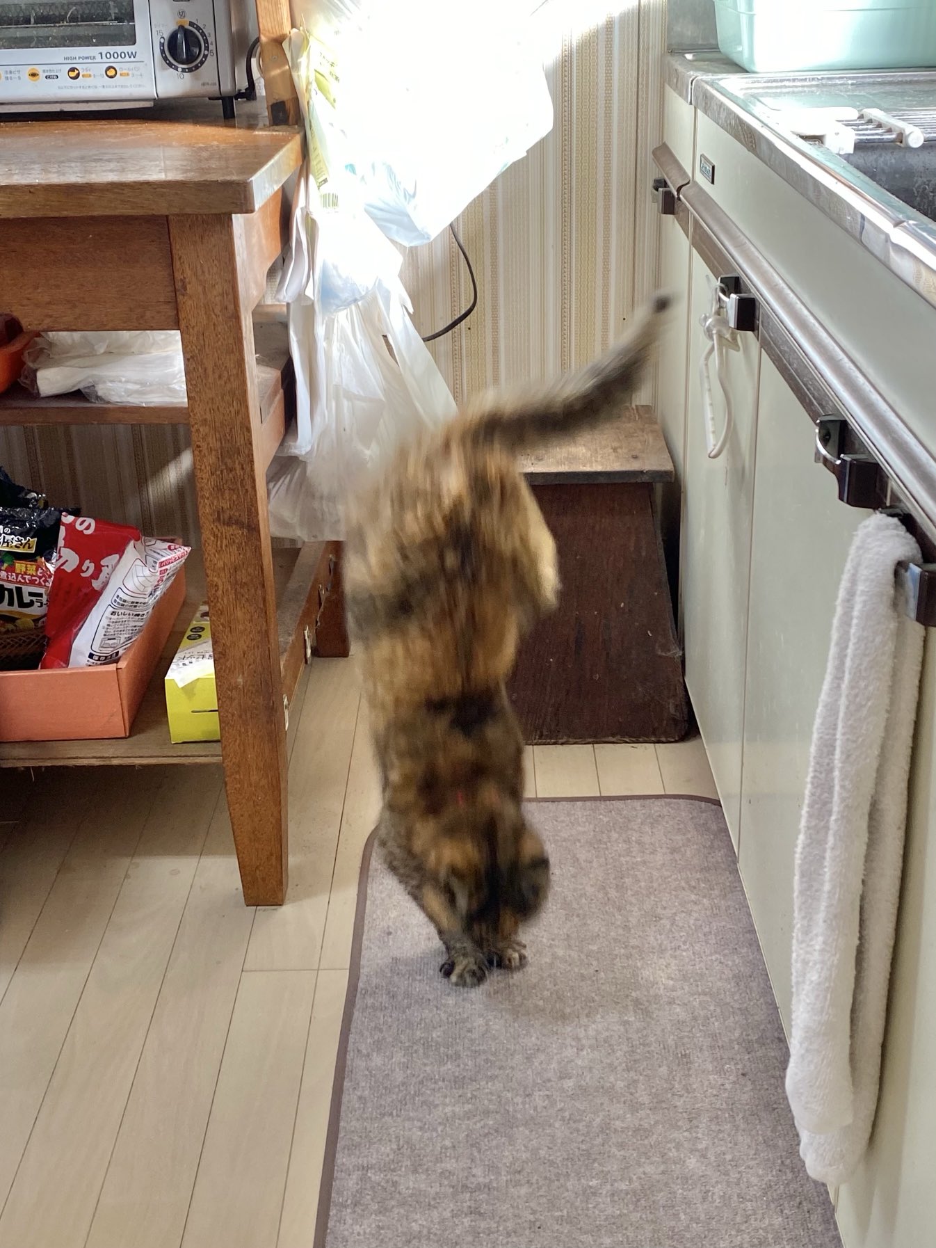 ねこ先輩 on X: 