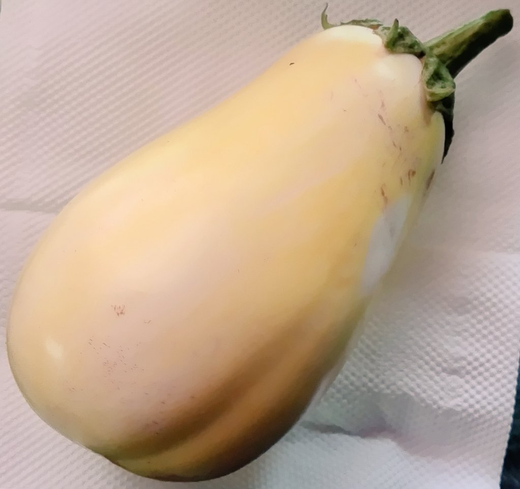 Riskdiversific1's tweet photo. 今日の労働、ナス🍆の種取り🥺 https://t.co/7FJLMzC45M