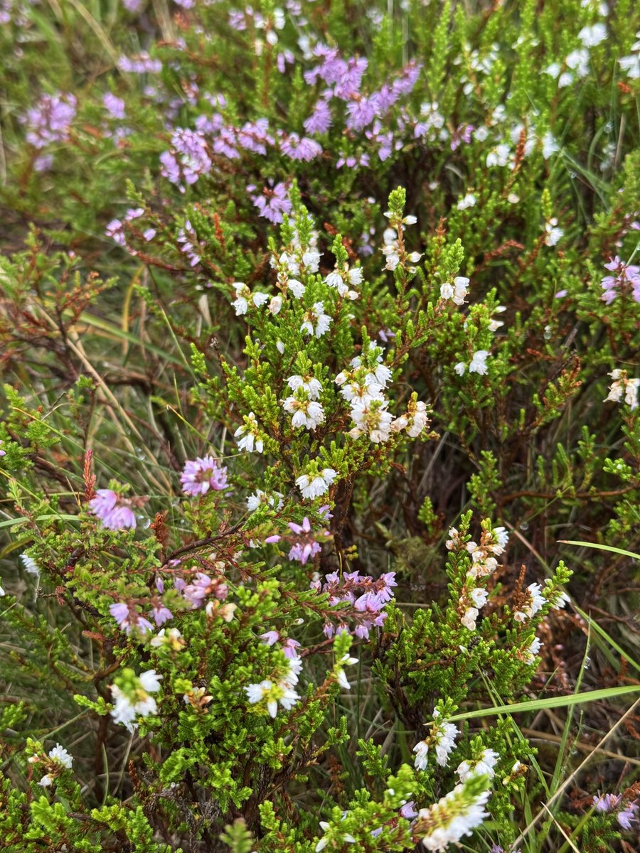 Found some white heather on the course today 🌿
Traditionally, it’s a symbol of good luck and was once given to the woman you wanted to marry 💍
A rare find in nature, and even rarer on the links!
#WhiteHeather #GolfCourseWildlife #LinksGolf #GolfEcology #Conservation