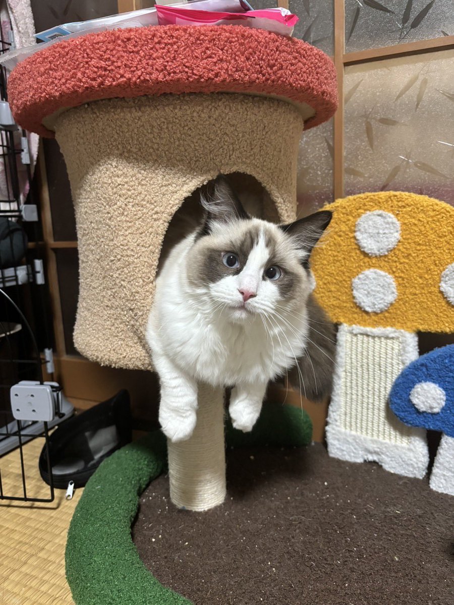 阿蘇産小型犬 tweet media