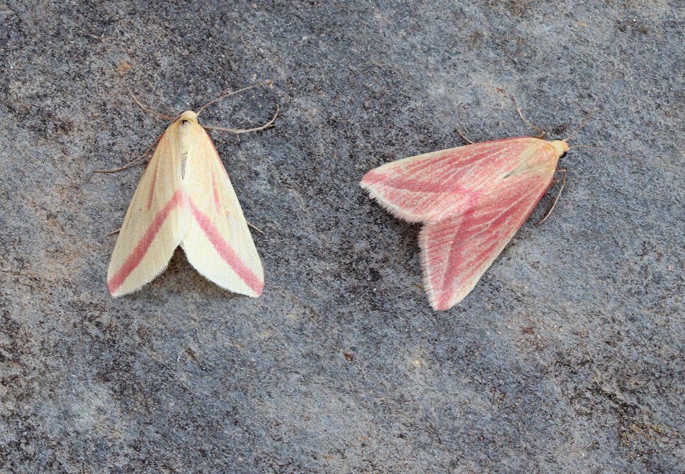 80 sp. in St Mellion on 10/8. Migrants were: P. vitrealis (Olive-tree Pearl), 41 U. ferrugalis (Rusty-dot), 46 N. noctuella (Rush Veneer), 2 Vestal, Dark Sword-grass, 10 Small Mottled Willow &amp; 9 Silver Y Also, C. plebejana &amp; 2 Angle Shades. Clouded Yellow new for garden on 10/8.