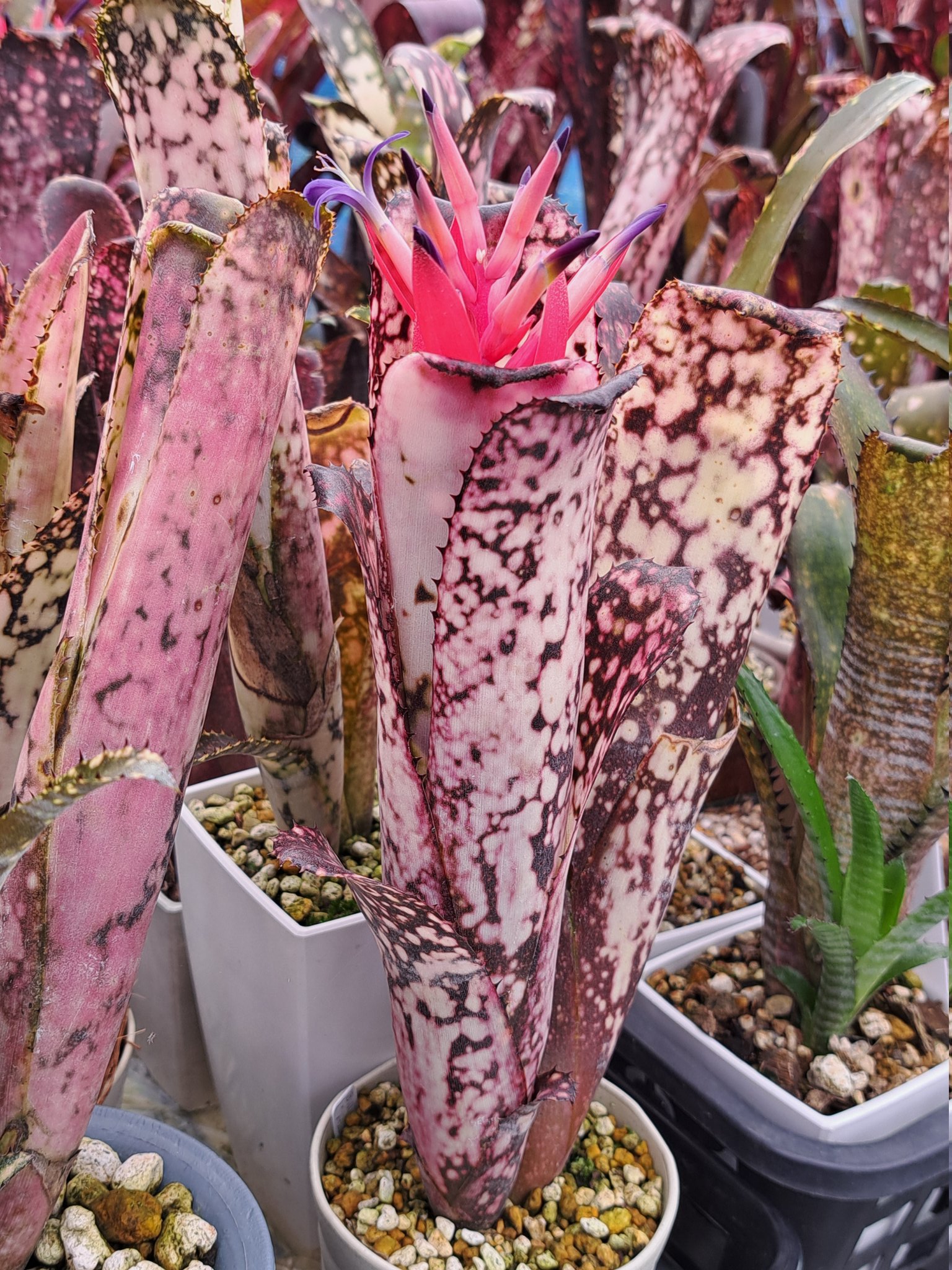 ブロメリア・エアープランツ Billbergia Hana hou ブロメリア・エアープランツ Billbergia Hana hou Billbergia